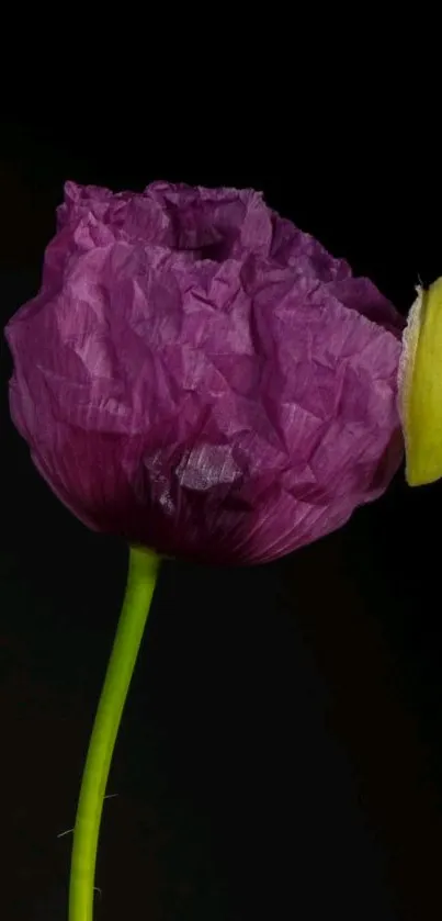 Elegant purple flower on a dark background wallpaper.