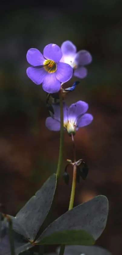 Elegant mobile wallpaper featuring a vivid purple flower with dark background.