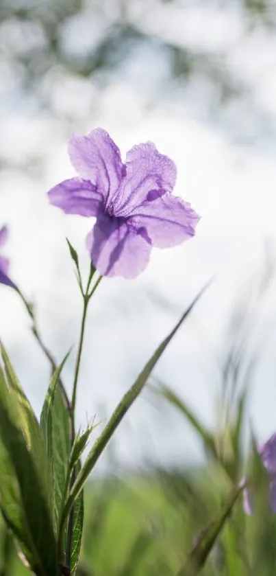 Purple flower in nature with green leaves and blurred background.