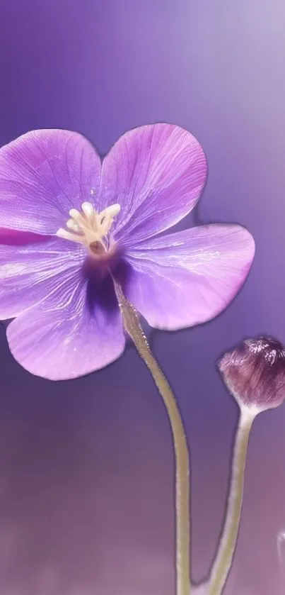 Purple flower with delicate petals on a soft-focus background.