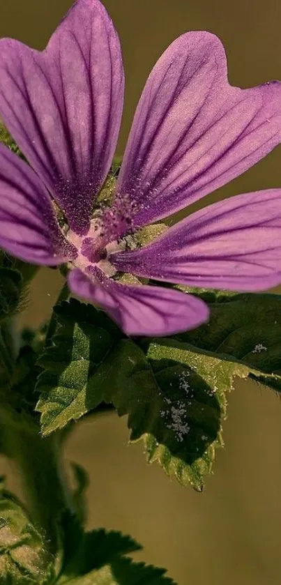 Close-up of a vibrant purple flower with green leaves.