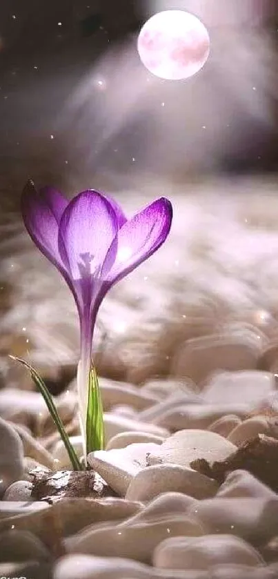 Purple flower illuminated by the moonlight against a rocky background.