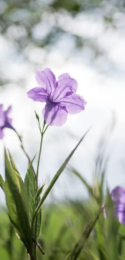 Close-up of a delicate purple flower with green leaves and a blurred natural background.