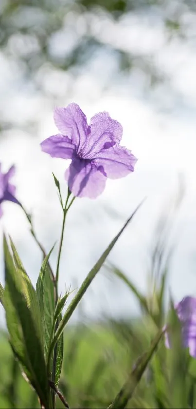 Purple flower in nature with green leaves and sky background.