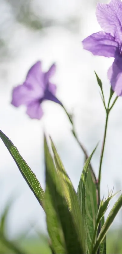 Purple flower and green leaves in natural light.