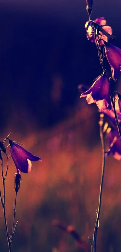 Purple bellflowers silhouetted against a twilight sky.