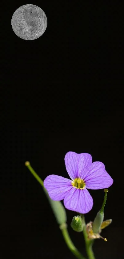 Purple flower at night with moon on black background.