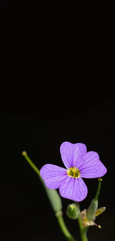 Vibrant purple flower on black background mobile wallpaper.