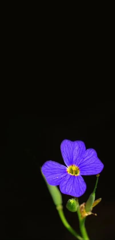 Purple flower with a dark background mobile wallpaper.