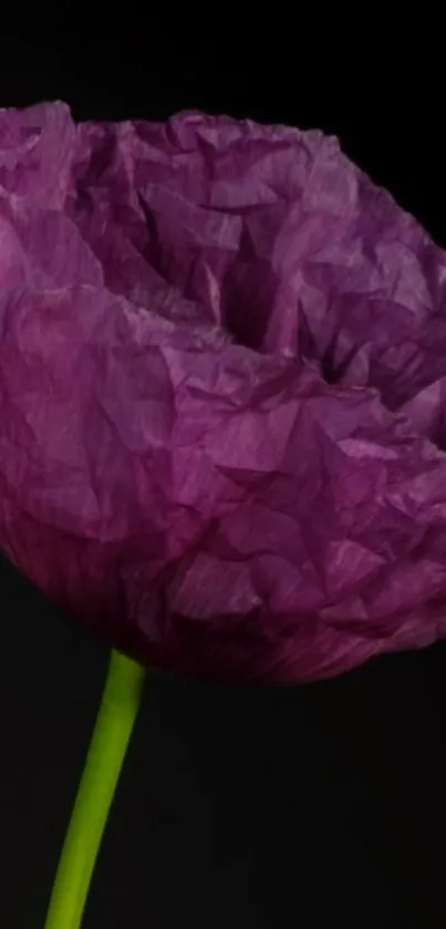 Purple flower against black background.