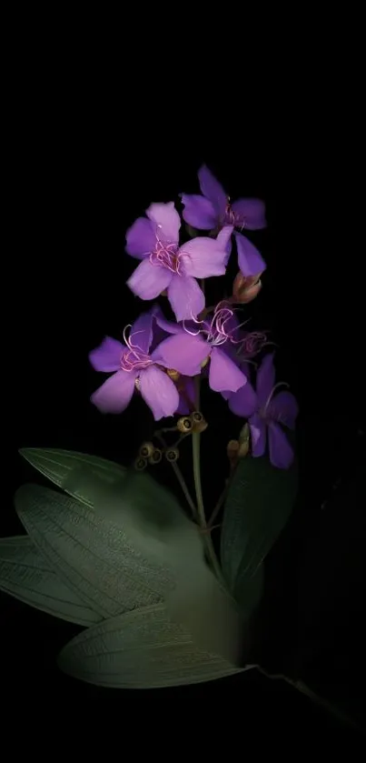 Violet flower on a black background wallpaper.