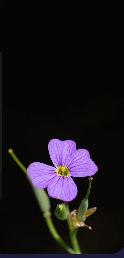 Single purple flower on a black background wallpaper.