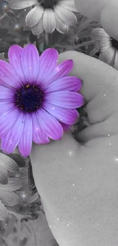 Hand holding a vivid purple flower amidst grayscale blooms.