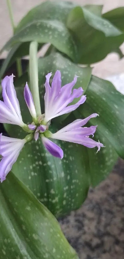 A stunning purple flower with green leaves, ideal for a calming mobile wallpaper.