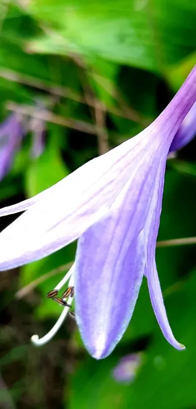 Purple flower amidst vibrant green leaves