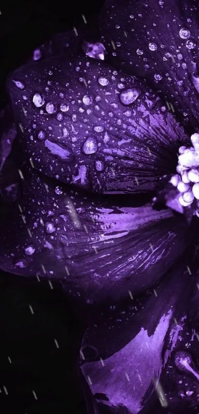 Purple flower wallpaper with dewdrops on petals, creating an elegant mobile background.