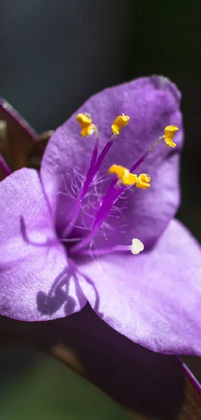 Close-up of a purple flower with yellow stamens on a mobile wallpaper.