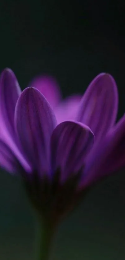 Close-up of a purple flower with detailed petals in a dark, serene setting.