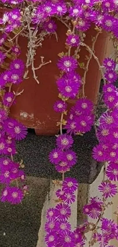 Cascading purple flowers in a terracotta pot.