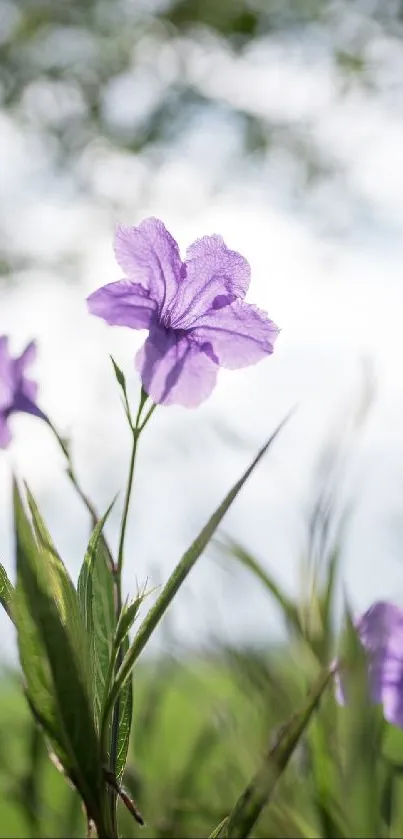 Close-up of a beautiful purple flower in natural sunlight.