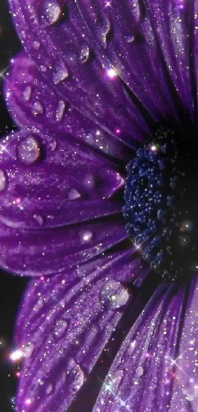 Close-up of sparkling purple flower with water droplets on petals.