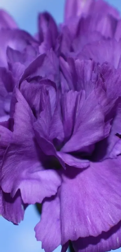 A vibrant purple flower against a clear blue sky, perfect for a mobile wallpaper.
