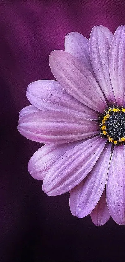 Close-up of a purple flower with a maroon background.