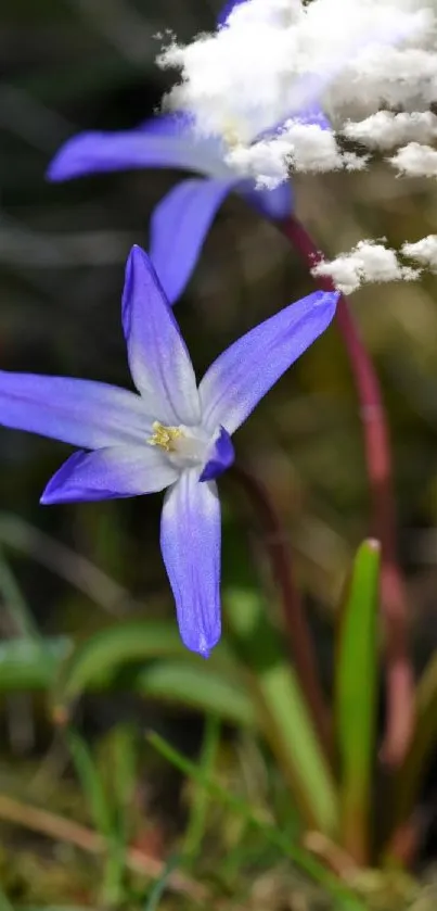 Close-up of a purple flower with a cloud overhead in nature.