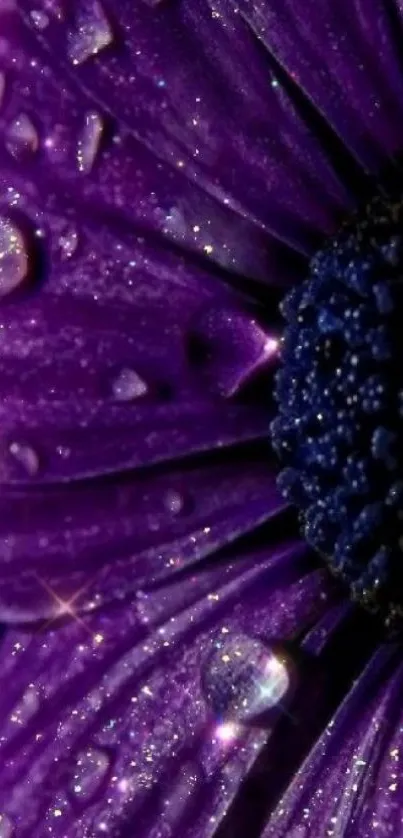 Close-up of a purple flower with dewdrops sparkling.