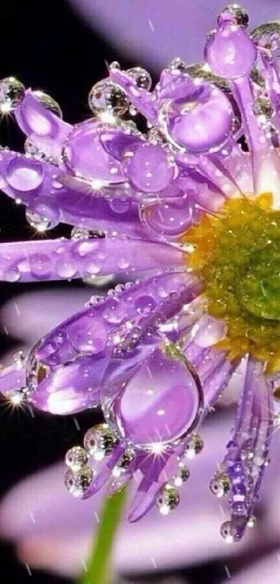 Close-up of a purple flower with sparkling water droplets.