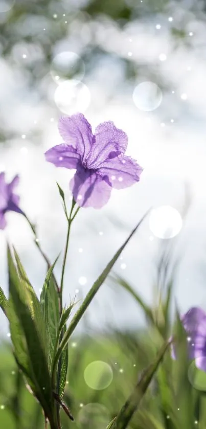 Purple flowers with lush green background wallpaper.