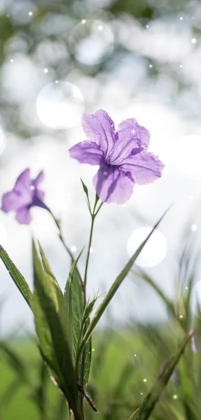 Purple wildflowers rise against a lush green field, capturing serene natural beauty.