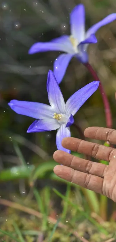 Hand reaching towards purple flowers with a blurred natural background.