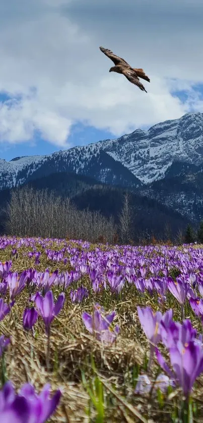 Eagle soaring over purple flowers with snowy mountain backdrop.