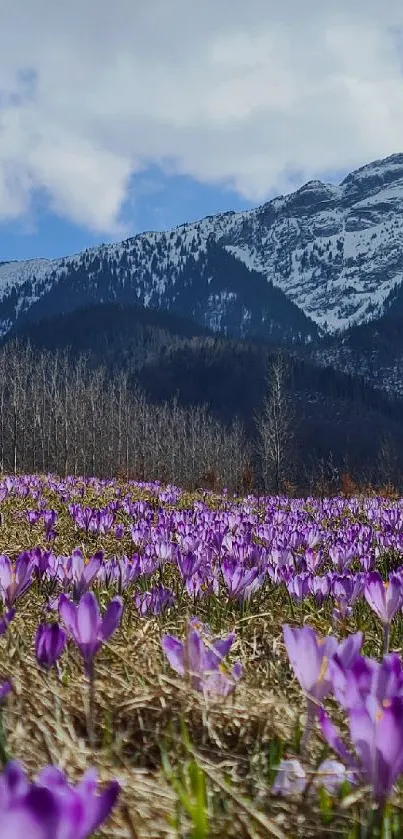 Scenic view of purple flowers with snowy mountain backdrop.