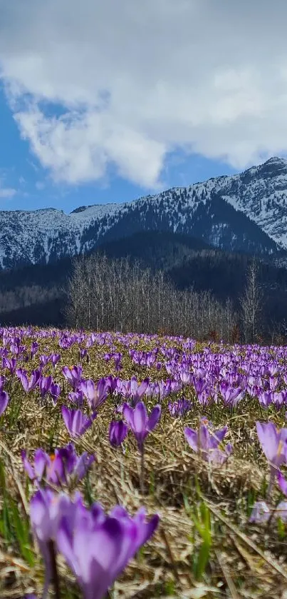 Purple flowers bloom beneath snowy mountains and a clear blue sky.