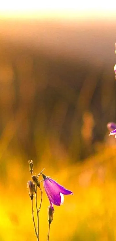 Purple flowers illuminated by a golden sunset.