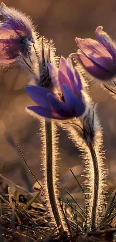 Purple flowers backlit by warm sunset rays.