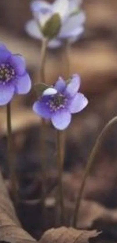 Purple flowers in autumn leaves on mobile wallpaper.