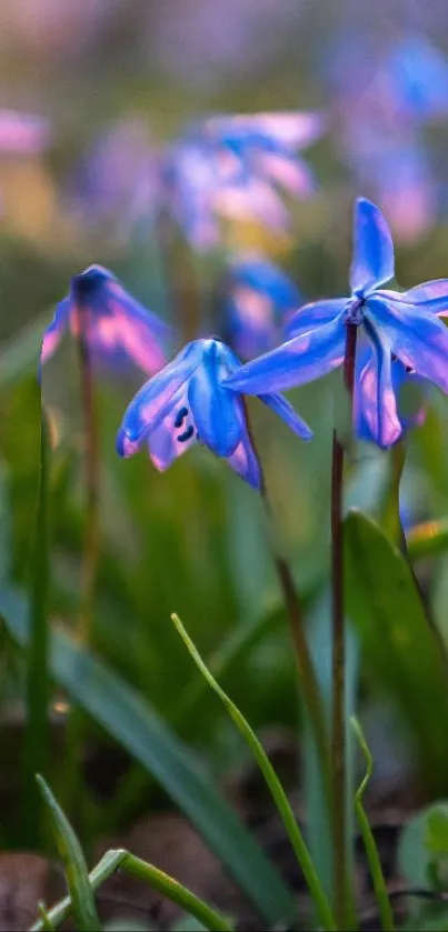 Close-up of purple flowers in full bloom with a green background.