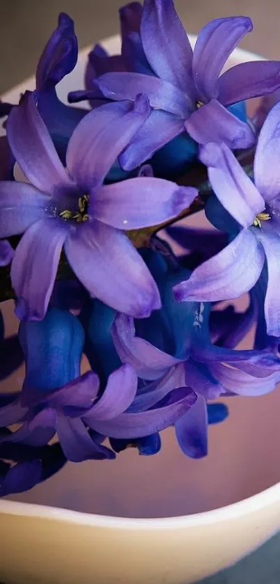 Vibrant purple flowers in a serene soft light setting.