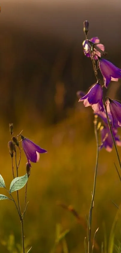 Purple flowers bathed in warm sunset light.