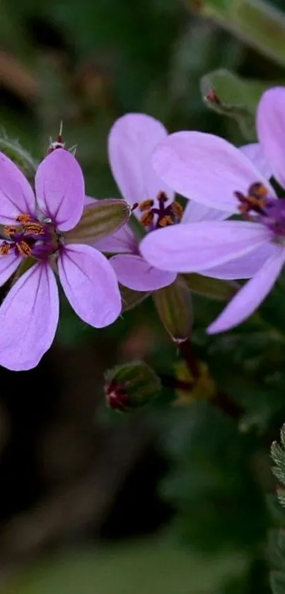 Mobile wallpaper with delicate purple flowers and green foliage.