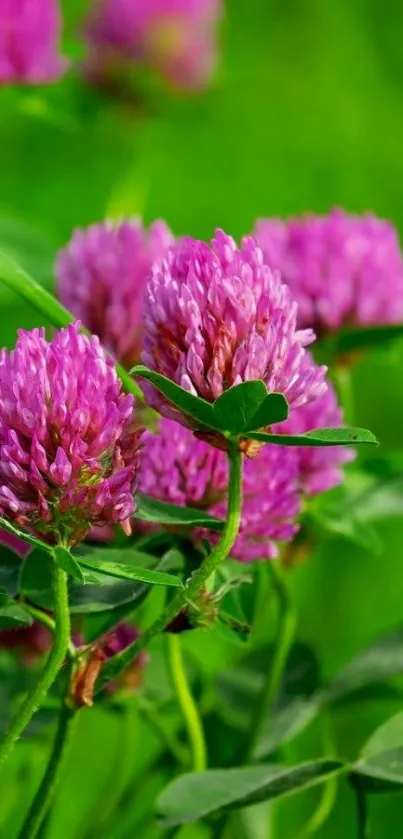 Vibrant purple clover flowers with lush green background.