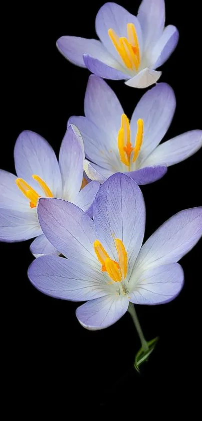 Elegant purple flowers wallpaper on black background.