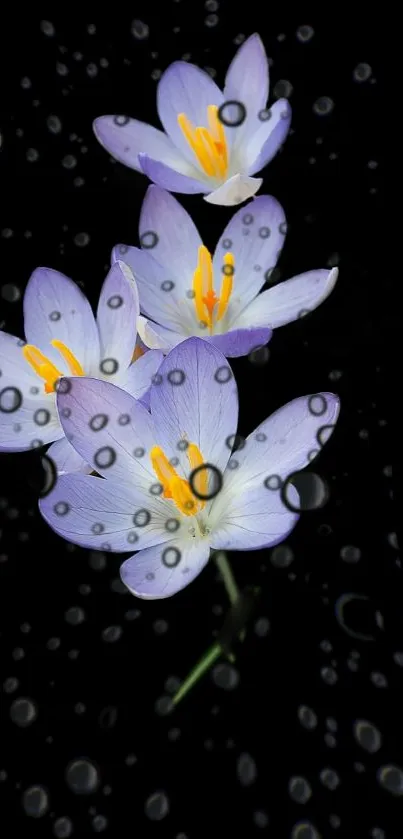 Mobile wallpaper with purple flowers on a black background and raindrops.