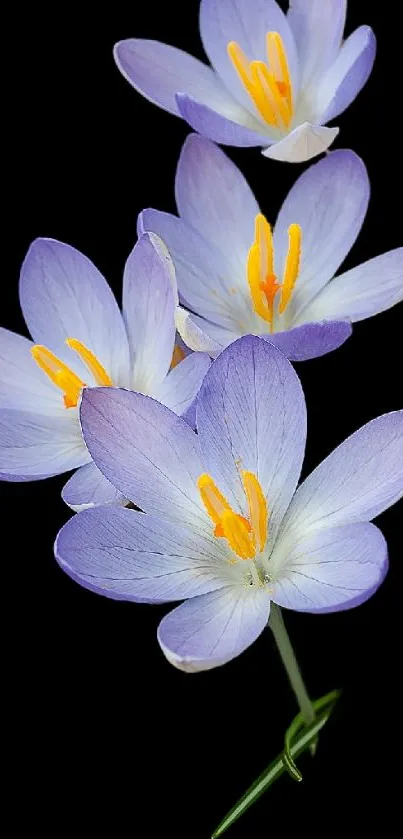 Elegant mobile wallpaper with purple flowers on a black background.