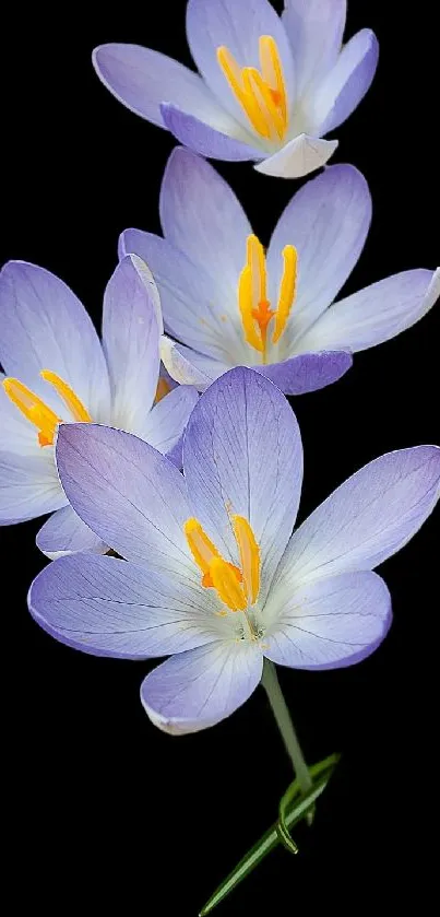 Purple flowers with orange stamens on a black background.