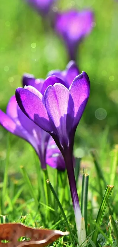 Purple flowers blooming on green grass.