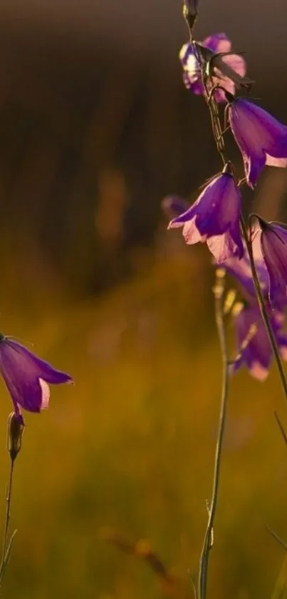 Vibrant purple flowers glowing in sunset light.